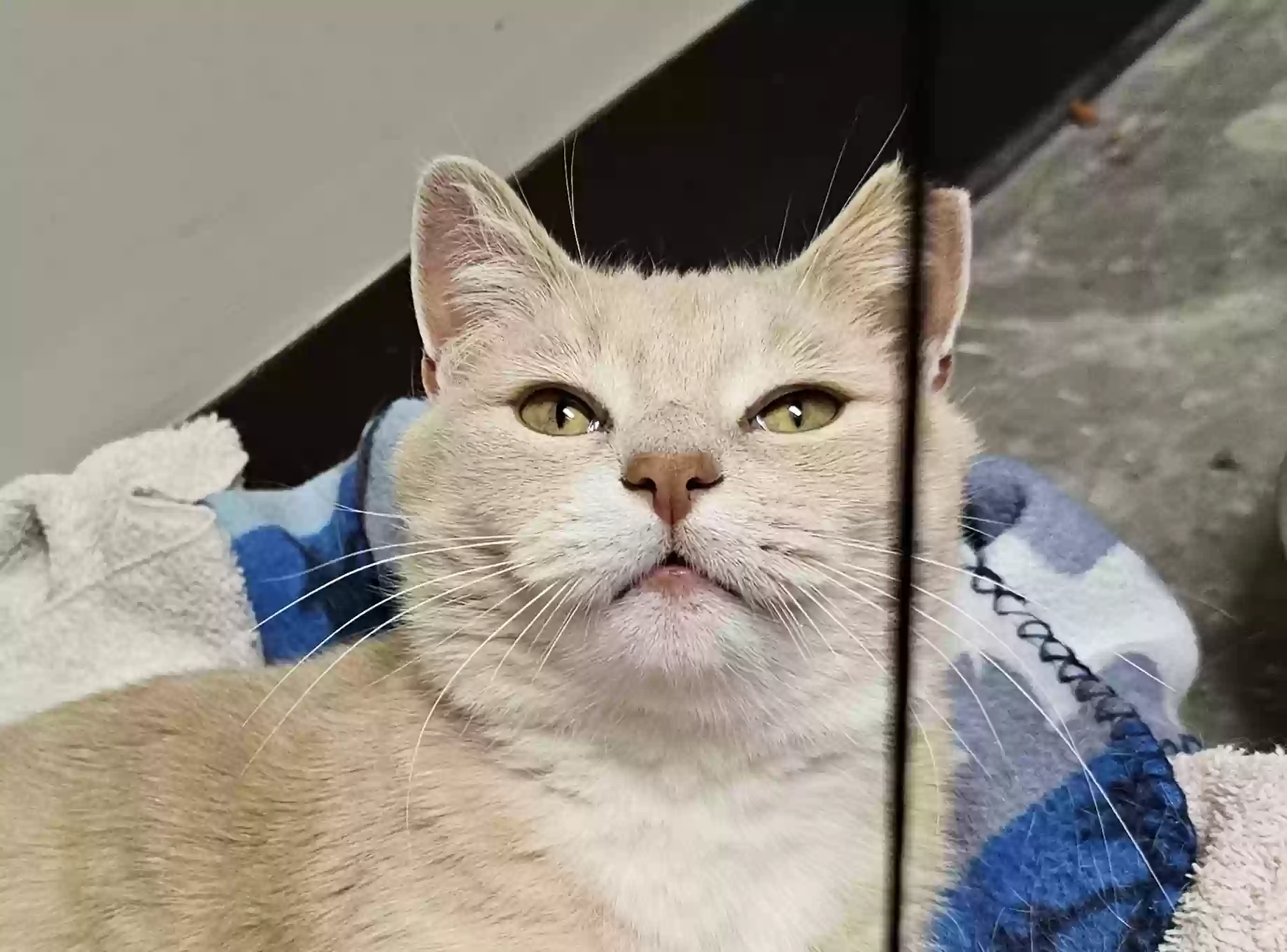 adoptable Cat in Louisville,KY named Pirate